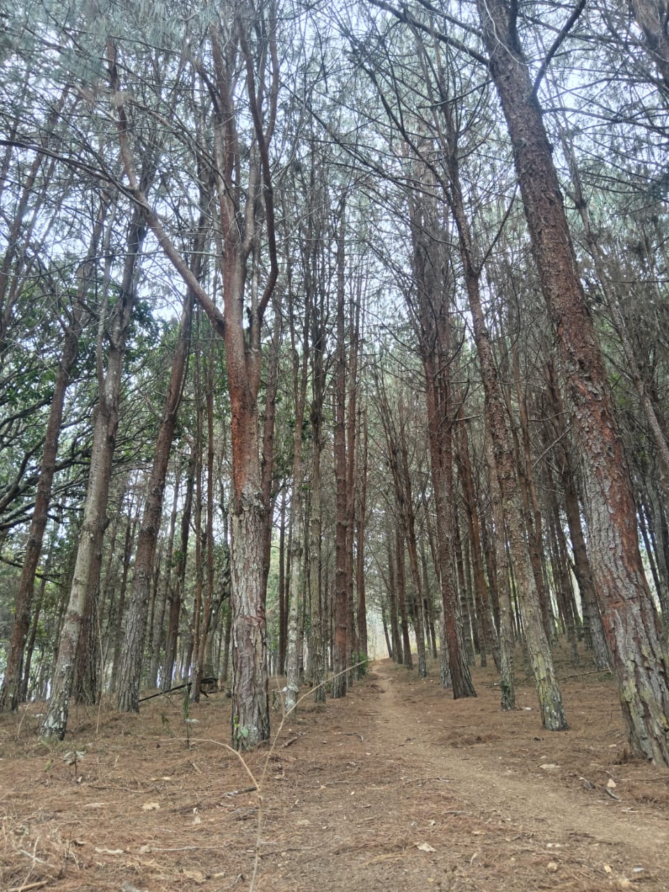 El bosque